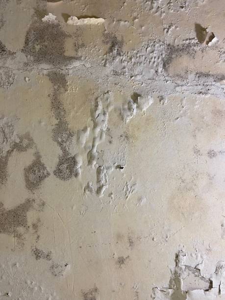 Mold Removal Process in Blackville, SC